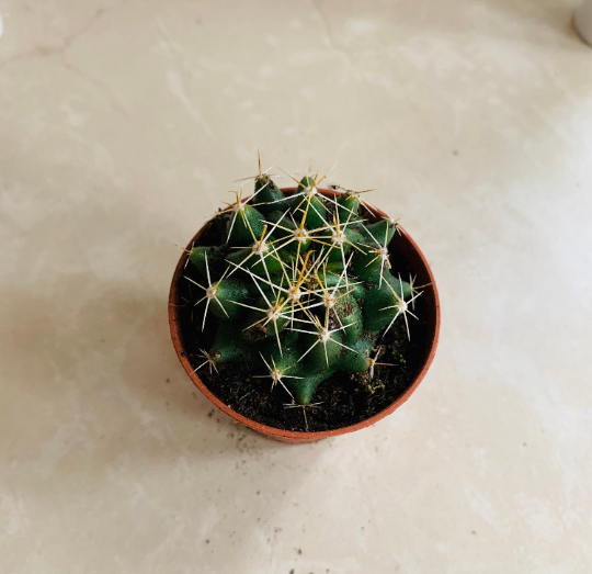 Mammillaria Backebergania Cassandra's Plants