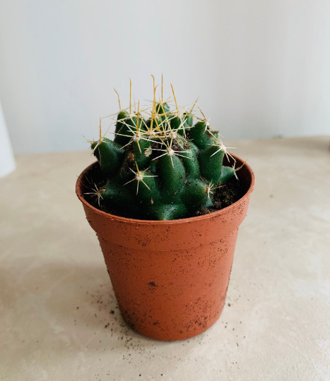 Mammillaria Backebergania Cassandra's Plants