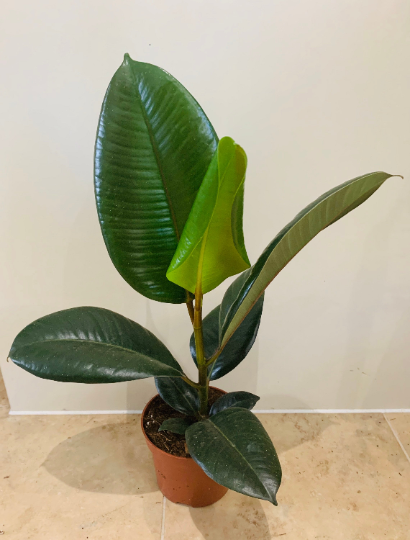 Ficus Elastica Robusta 'Rubber Plant'  Cassandra's Plants