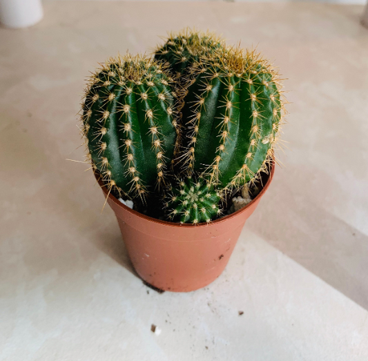 Parodia Leninghausii in 5.5cm Pot Cassandra's Plants