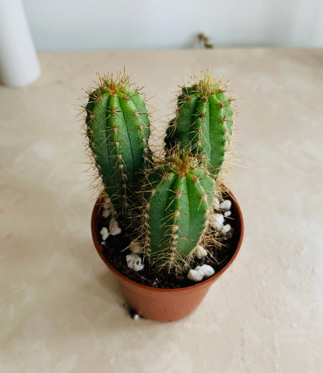 Neoraimondia Arequipensis - Big Bed of Straw - Rare Weird Cactus - 20 –  IDSeeds Farm