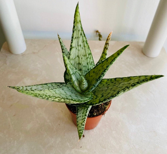 Aloe Guido 7cm Pot Cassandra's Plants