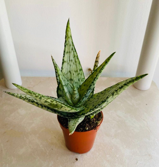 Aloe Guido 7cm Pot Cassandra's Plants