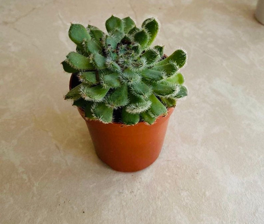 Echeveria Setosa 5.5cm Pot Cassandra's Plants