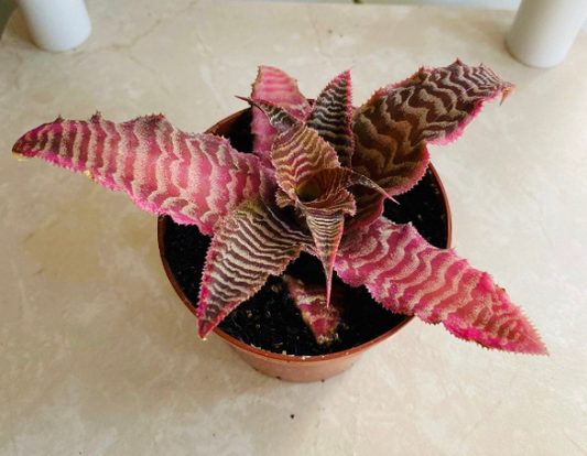 Cryptanthus Zonatus ‘Elaine’ 7cm Pot Cassandra's Plants