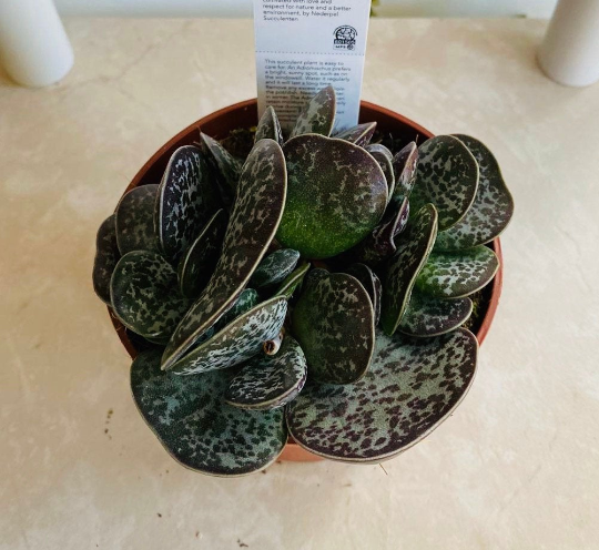 Adromischus Maculatus 8.5cm Pot Cassandra's Plants