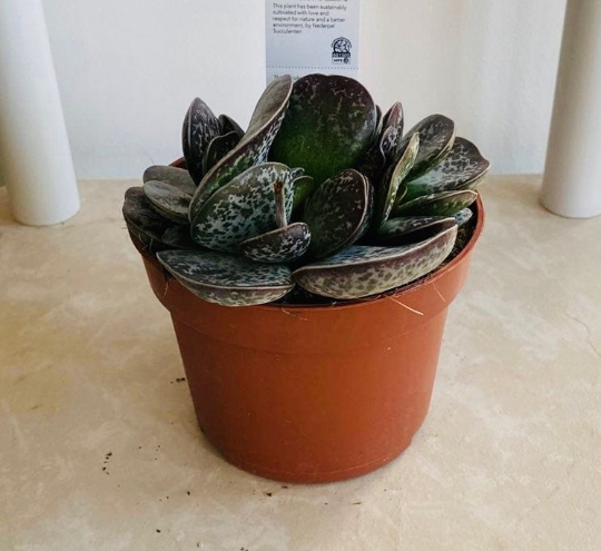 Adromischus Maculatus 8.5cm Pot Cassandra's Plants