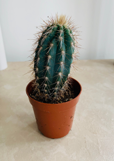 Cereus Azureus 5.5cm Pot Cassandra's Plants