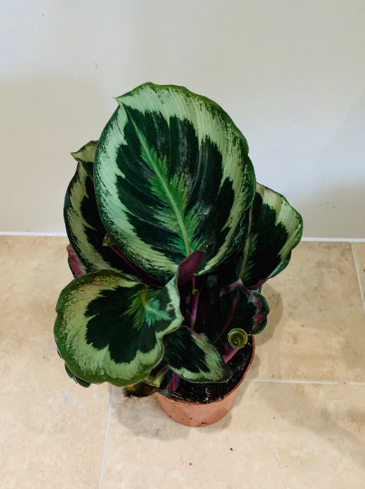 Calathea Marion 12cm Pot Cassandra's Plants