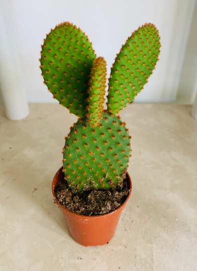 Opuntia Microdasys Var. Rufida "Bunny Ears" Cactus Cassandra's Plants