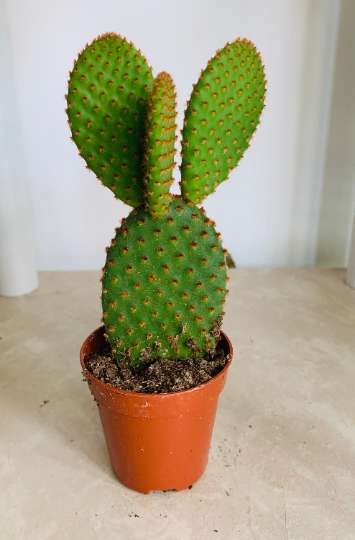 Opuntia Microdasys Var. Rufida "Bunny Ears" Cactus Cassandra's Plants