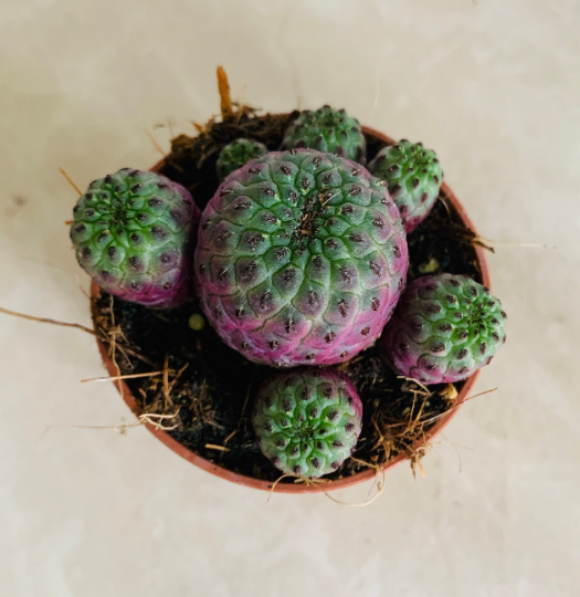 Sulcorebutia Rauschii Cactus Cassandra's Plants