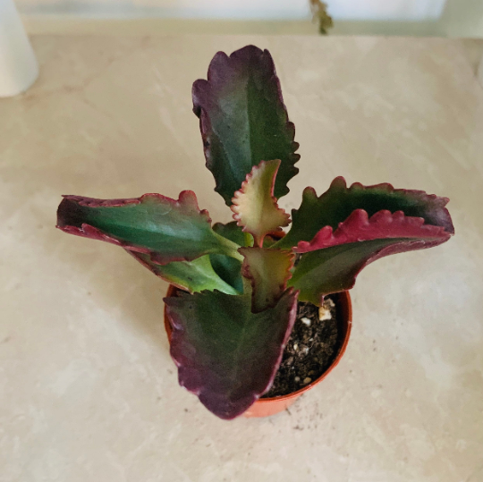 Kalanchoe Sexangularis Cassandra's Plants