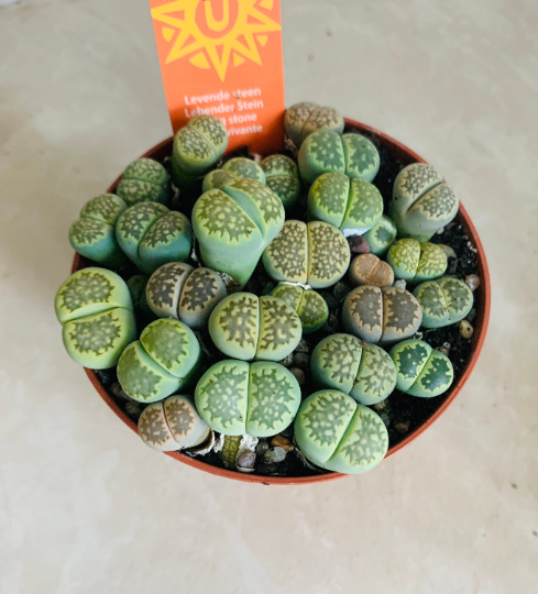 Lithops Julii ssp. Fulleri cv 'Fullergreen' Cassandra's Plants