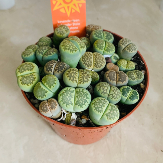 Lithops Julii ssp. Fulleri cv 'Fullergreen' Cassandra's Plants