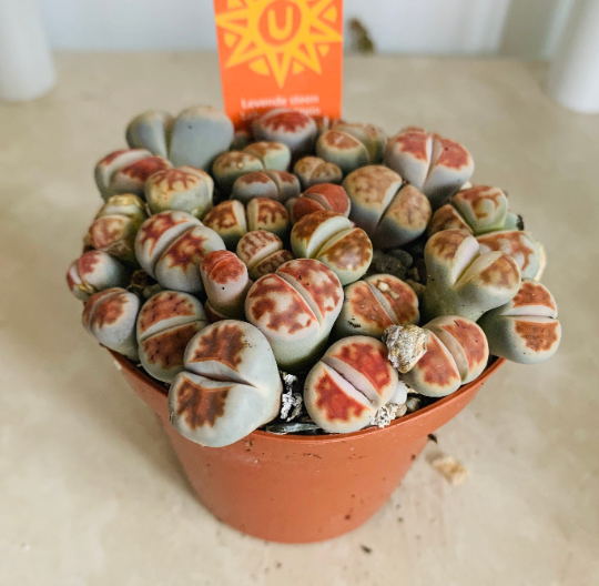 Lithops Karamontana var Mickbergensis ‘Top Red’ Cassandra's Plants