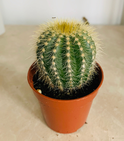 Parodia Magnifica in 5.5cm Pot Cassandra's Plants