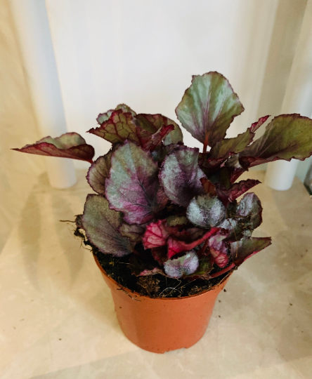 Begonia Rex Maori Haze 9cm Pot Cassandra's Plants