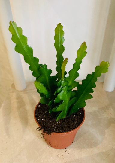 Epiphyllum Anguliger Fishbone Cactus 9cm Pot Cassandra's Plants