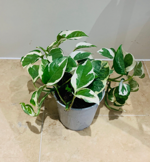 Epipremnum Aureum 'Njoy' Pothos Cassandra's Plants