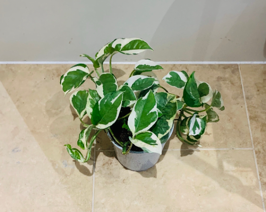 Epipremnum Aureum 'Njoy' Pothos 12cm Pot Cassandra's Plants