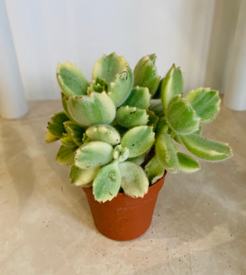 Cotyledon Tomentosa ssp. Tomentosa Variegata 5.5cm pot Cassandra's Plants