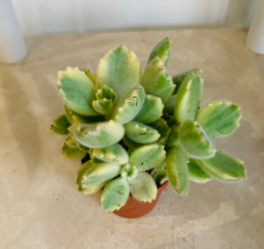 Cotyledon Tomentosa ssp. Tomentosa Variegata 5.5cm pot Cassandra's Plants