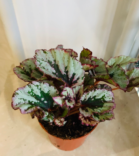 Begonia Rex Lambada 9cm Pot Cassandra's Plants