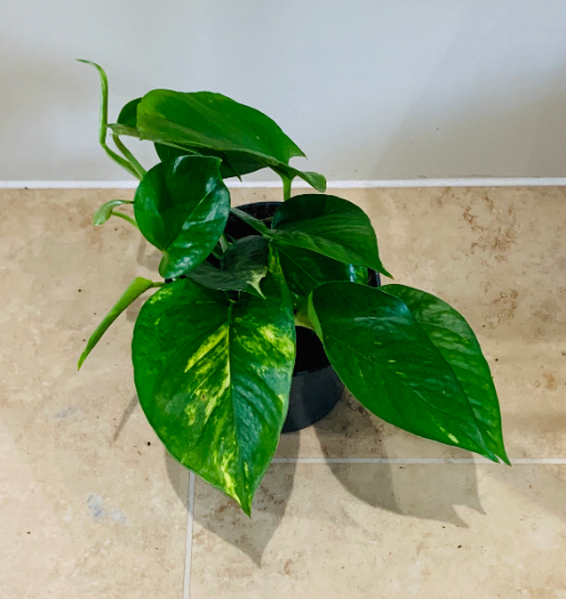 Epipermnum Aureum Golden Pothos Cassandra's Plants