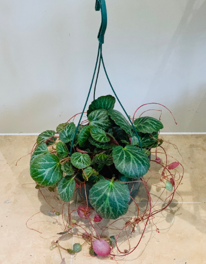 Saxifraga Stolonifera Strawberry Begonia Cassandra's Plants