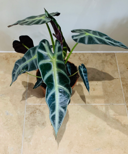 Alocasia Bambino 12cm Pot Cassandra's Plants