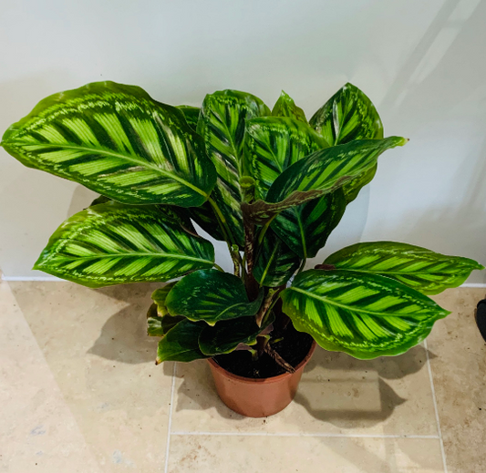 Calathea Flamestar 14cm Pot  Cassandra's Plants