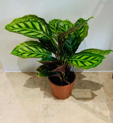 Calathea Flamestar 14cm Pot Cassandra's Plants