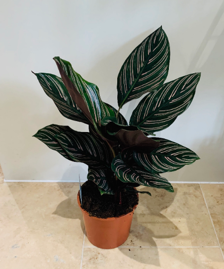 Calathea Ornata Sanderiana 17cm Pot Cassandra's Plants