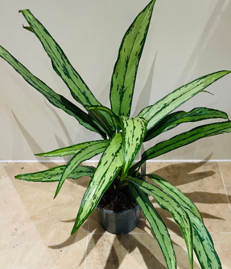 Aglaonema ‘Cutlass’ Chinese Evergreen 12cm Pit Cassandra's Plants