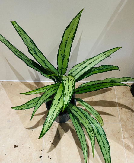 Aglaonema ‘Cutlass’ Chinese Evergreen 12cm Pot Cassandra's Plants