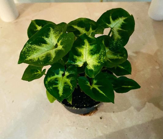 Syngonium Podophyllum 'Pixie' Cassandra's Plants