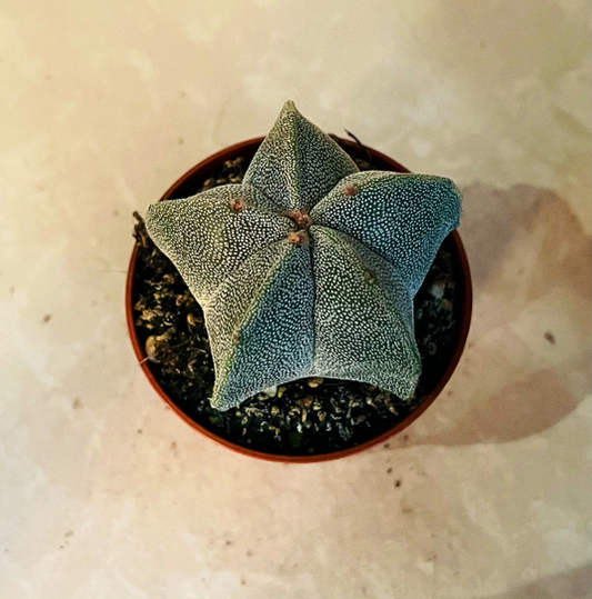 Astrophytum Myriostigma Bishops Cap 5.5cm Pot Cassandra's Plants