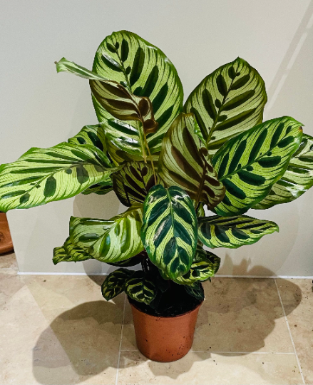 Calathea Makoyana Peacock Plant  17cm Pot Cassandra's Plants