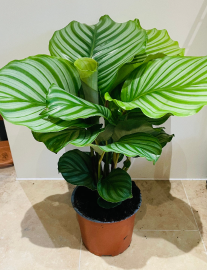 Calathea Orbifolia 17cm Pot Cassandra's Plants