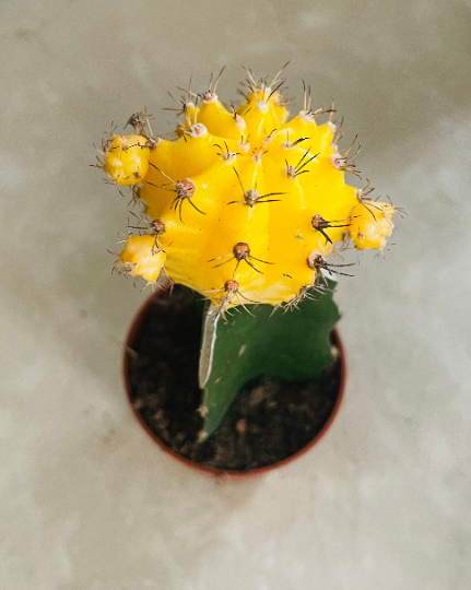 Gymnocalycium Mihanovichii Yellow Moon Cactus