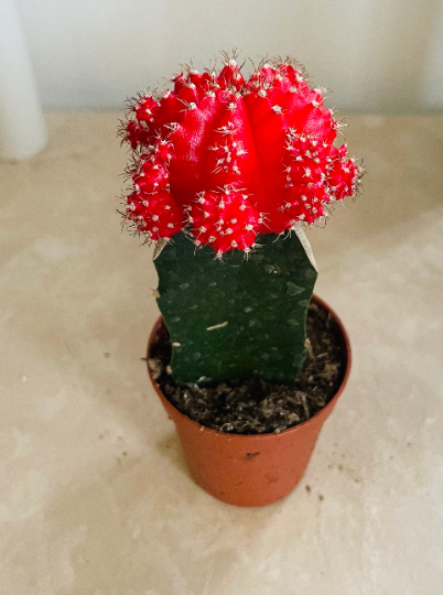 Gymnocalycium Mihanovichii Red Moon Cactus In a 8.5cm pot Cassandra's Plants