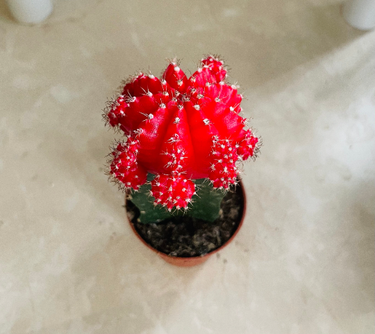 Gymnocalycium Mihanovichii Red Moon Cactus In a 8.5cm pot Cassandra's Plants