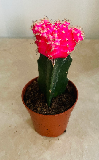 Gymnocalycium Mihanovichii Pink Moon Cactus In a 5.5cm pot Cassandra's Plants