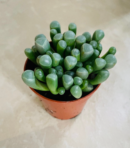 Fenestraria Rhopalophylla Babies Toes Cassandra's Plants