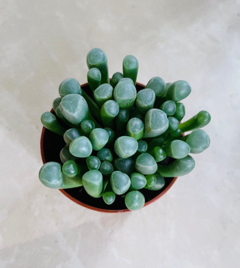 Fenestraria Rhopalophylla Babies Toes Cassandra's Plants