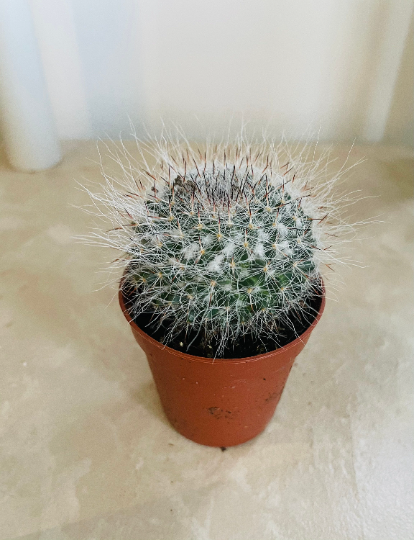 Mammillaria Hahniana Cactus In a 5.5cm pot Cassandra's Plants