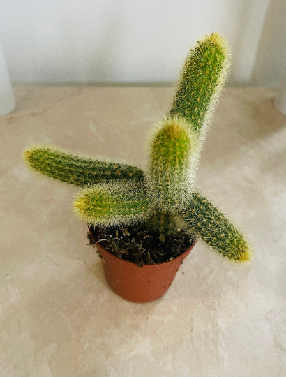 Cleistocactus Winteri "Rat Tail" 5.5cm Pot Cassandra's Plants