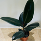 Ficus Elastica Abidjan 'Rubber Plant' in 12cm Pot Cassandra's Plants