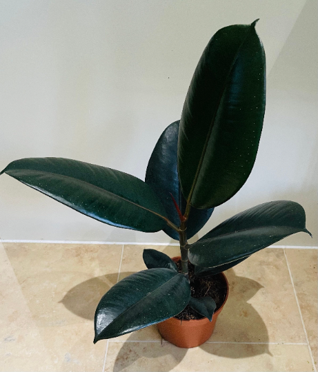 Ficus Elastica Abidjan 'Rubber Plant' in 12cm Pot Cassandra's Plants